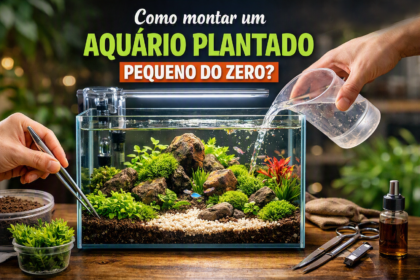 Como montar um aquário plantado pequeno do zero