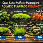 Quais São as Melhores Plantas para Aquário Plantado Pequeno