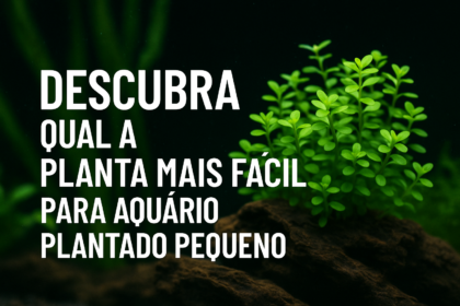 Qual a planta mais fácil para aquário plantado pequeno?