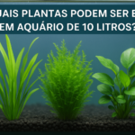 Quais plantas podem ser usadas em aquário de 10 litros?