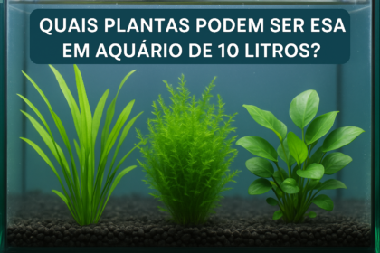 Quais plantas podem ser usadas em aquário de 10 litros?